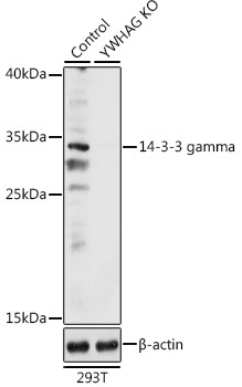 14-3-3 gamma Rabbit Polyclonal Antibody [KO Validated]
