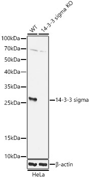 14-3-3 sigma Rabbit Polyclonal Antibody [KO Validated]