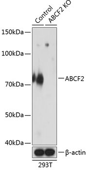 ABCF2 Rabbit Polyclonal Antibody [KO Validated]
