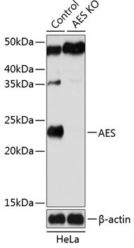 AES Rabbit Polyclonal Antibody [KO Validated]