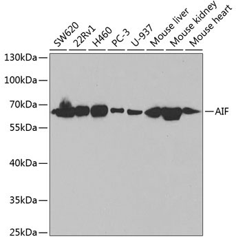 AIF Rabbit Polyclonal Antibody [KO Validated]