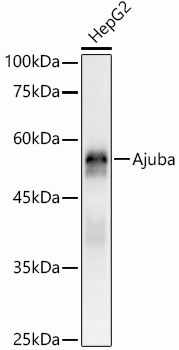Ajuba Rabbit Polyclonal Antibody [KO Validated]
