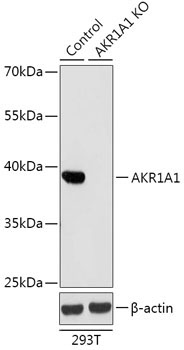 AKR1A1 Rabbit Polyclonal Antibody [KO Validated]