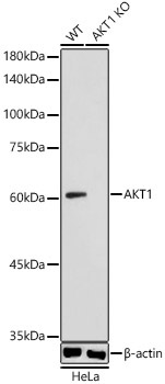 AKT1 Rabbit Polyclonal Antibody [KO Validated]