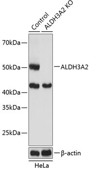 ALDH3A2 Rabbit Polyclonal Antibody [KO Validated]