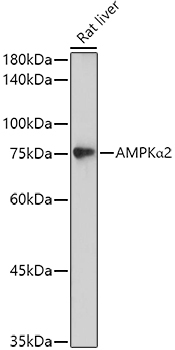 AMPKAlpha2 Rabbit Polyclonal Antibody [KO Validated]