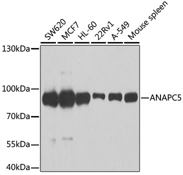 ANAPC5 Rabbit Polyclonal Antibody [KO Validated]