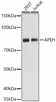 APEH Rabbit Polyclonal Antibody [KO Validated]