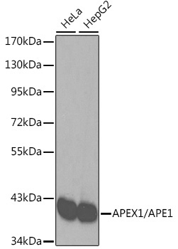 APEX1/APE1 Rabbit Polyclonal Antibody [KO Validated]