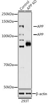 APP Rabbit Polyclonal Antibody [KO Validated]