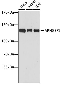 ARHGEF1 Rabbit Polyclonal Antibody [KO Validated]