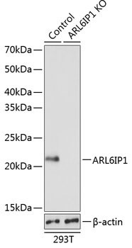 ARL6IP1 Rabbit Polyclonal Antibody [KO Validated]