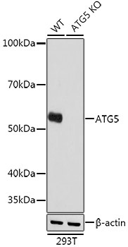 ATG5 Rabbit Monoclonal Antibody [KO Validated]