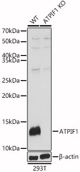 ATPIF1 Rabbit Polyclonal Antibody [KO Validated]