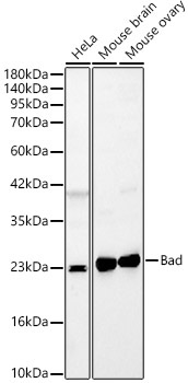 Bad Rabbit Polyclonal Antibody [KO Validated]