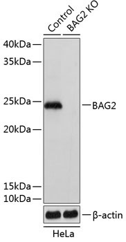 BAG2 Rabbit Polyclonal Antibody [KO Validated]