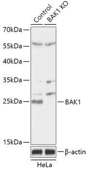 Bak Rabbit Polyclonal Antibody [KO Validated]