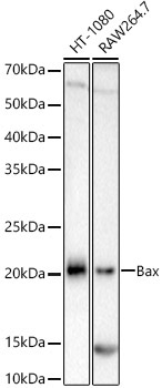 Bax Rabbit Monoclonal Antibody [KO Validated]