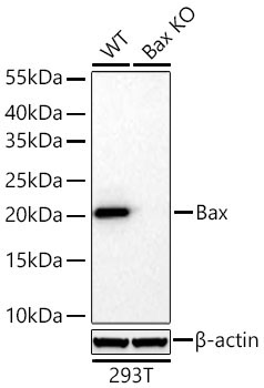 Bax Rabbit Polyclonal Antibody [KO Validated]