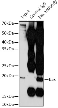 Bax Rabbit Polyclonal Antibody [KO Validated]