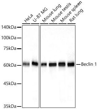 Beclin 1 Rabbit Polyclonal Antibody [KO Validated]