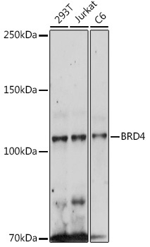 BRD4 Rabbit Polyclonal Antibody [KO Validated]