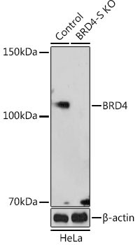 BRD4 Rabbit Polyclonal Antibody [KO Validated]