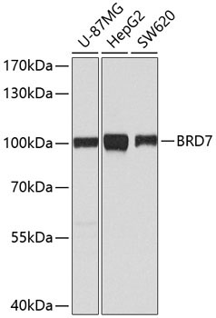 BRD7 Rabbit Polyclonal Antibody [KO Validated]