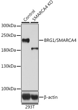 BRG1/SMARCA4 Rabbit Polyclonal Antibody [KO Validated]