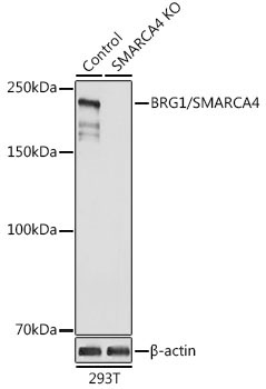 BRG1/SMARCA4 Rabbit Polyclonal Antibody [KO Validated]
