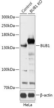 BUB1 Rabbit Polyclonal Antibody [KO Validated]
