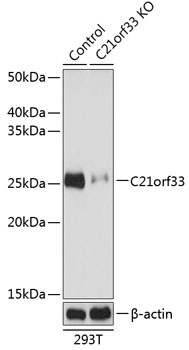 C21orf33 Rabbit Polyclonal Antibody [KO Validated]