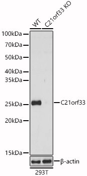 C21orf33 Rabbit Polyclonal Antibody [KO Validated]