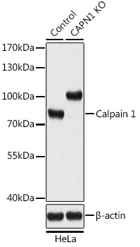 Calpain 1 Rabbit Polyclonal Antibody [KO Validated]
