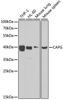 CAPG Rabbit Polyclonal Antibody [KO Validated]