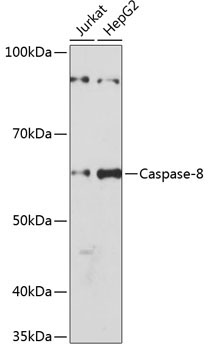 Caspase-8 Rabbit Monoclonal Antibody [KO Validated]