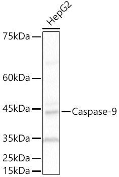 Caspase-9 Rabbit Polyclonal Antibody [KO Validated]