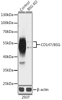 CD147/BSG Rabbit Polyclonal Antibody [KO Validated]