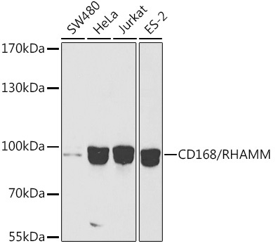 CD168/RHAMM Rabbit Polyclonal Antibody [KO Validated]