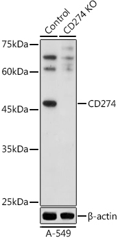 CD274 Rabbit Polyclonal Antibody [KO Validated]