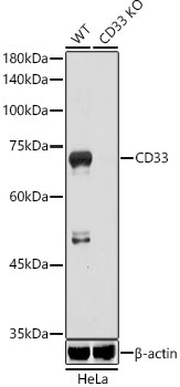 CD33 Rabbit Polyclonal Antibody [KO Validated]