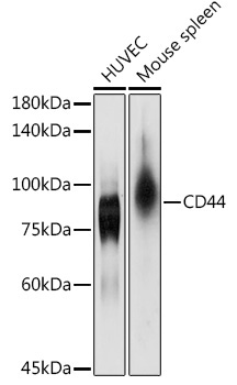 CD44 Rabbit Polyclonal Antibody [KO Validated]