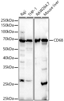 CD68 Rabbit Polyclonal Antibody [KO Validated]