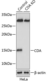 CDA Rabbit Polyclonal Antibody [KO Validated]