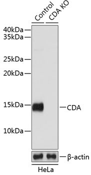 CDA Rabbit Polyclonal Antibody [KO Validated]