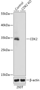 CDK2 Rabbit Polyclonal Antibody [KO Validated]