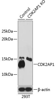 CDK2AP1 Rabbit Polyclonal Antibody [KO Validated]