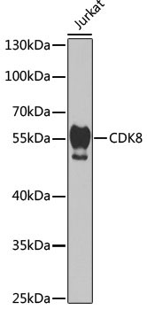 CDK8 Rabbit Polyclonal Antibody [KO Validated]