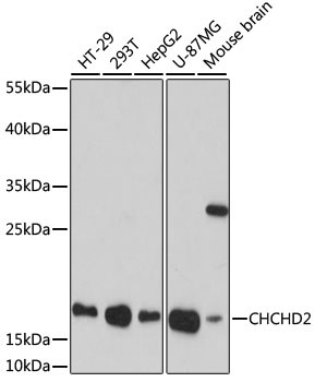 CHCHD2 Rabbit Polyclonal Antibody [KO Validated]
