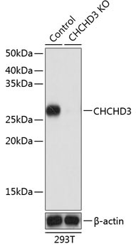 CHCHD3 Rabbit Polyclonal Antibody [KO Validated]